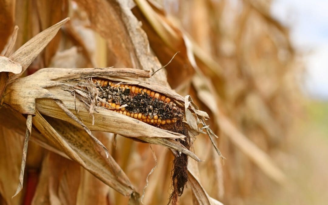 Six Common Stalk Rots