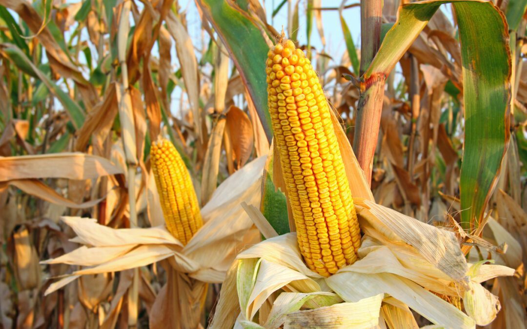 How Fast Will This Year’s Corn Dry?