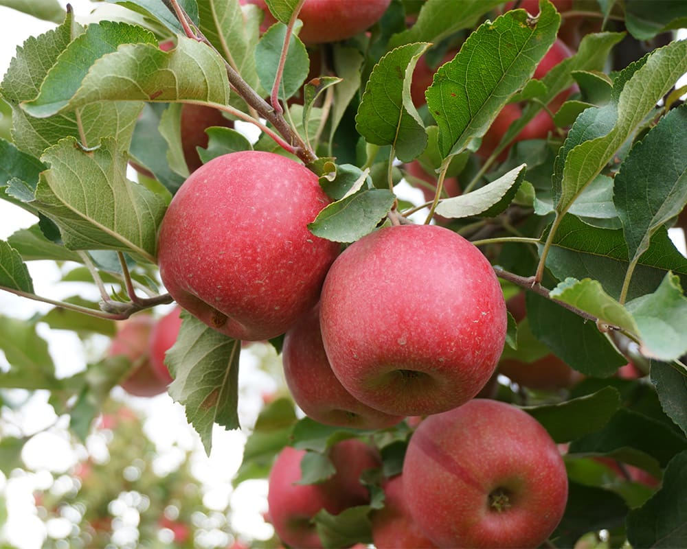 Apples