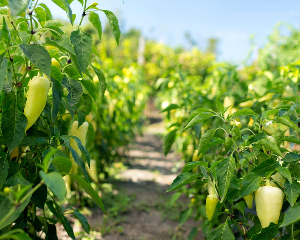 Peppers