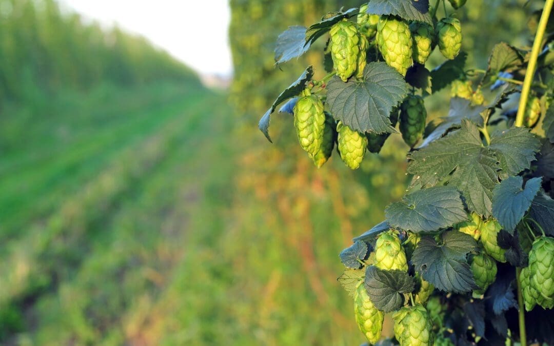 Technology Enhances Hops Nutrient Management