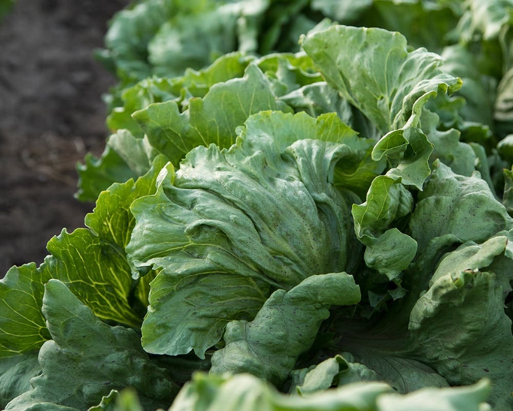 Lettuce