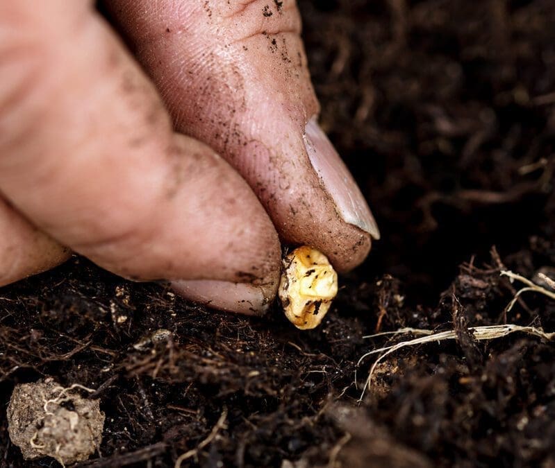 Does Seed Size Matter?Â