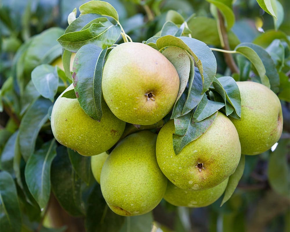 Pears