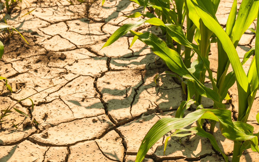Fighting Drought Stress
