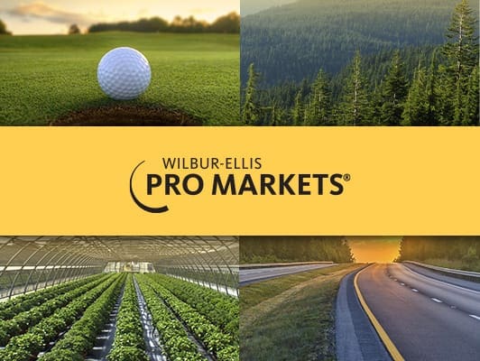 Img-Pro-Markets