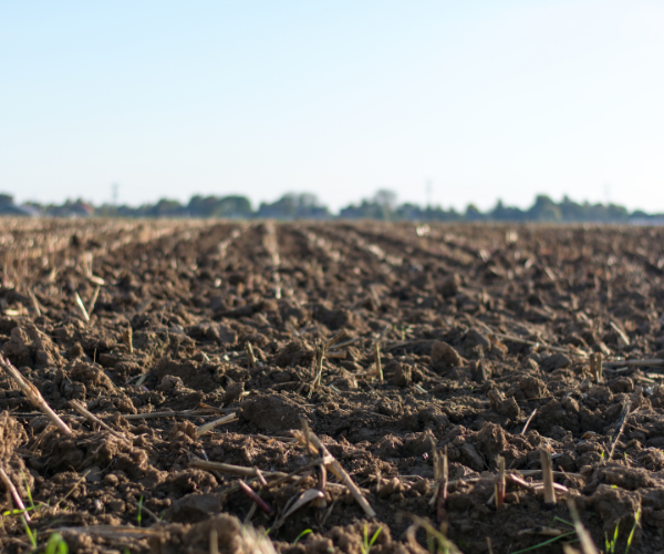 The Importance of Soil Temperatures