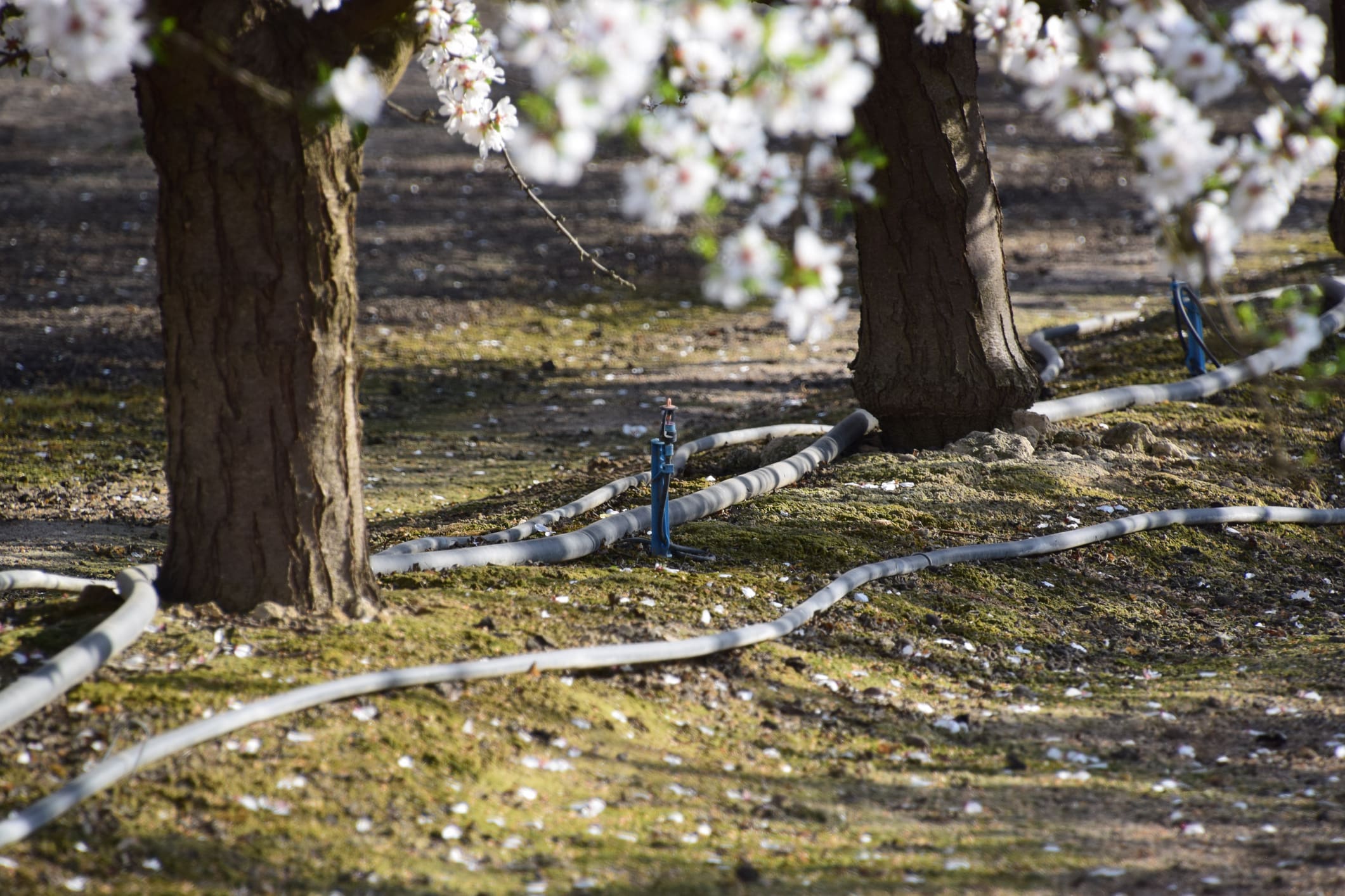 Almond orchard with irrigation system.