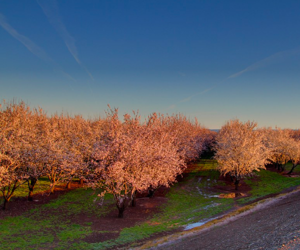 Almonds Wet Almonds