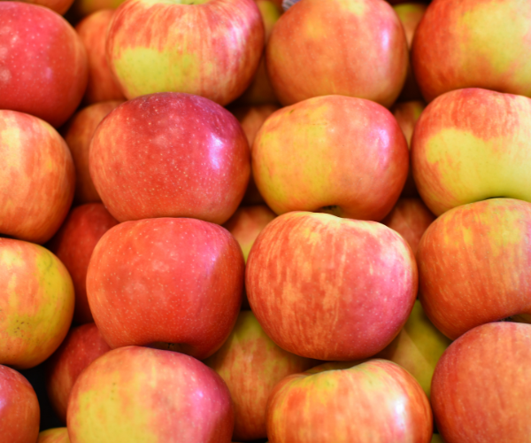 Apple Yield Apple Yield