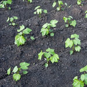 cotton seedlings