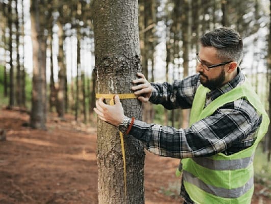 forestry-532x400
