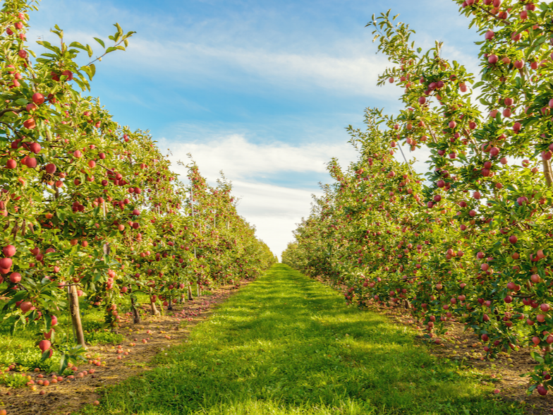 Fruit Trees Fruit Trees