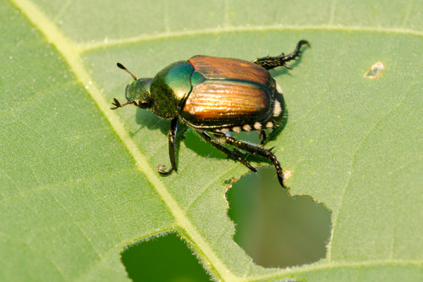 Japanese Beetle