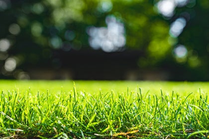 GettyImages-1390124540_420x280_Header Closeup on turf grass