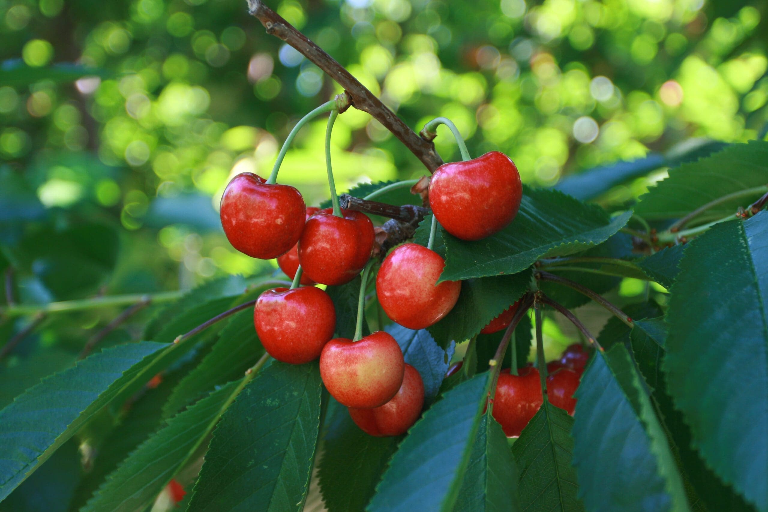 Ripe Rainier Cherries hanging from branch on tree
