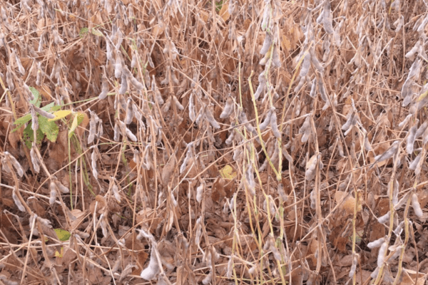 soybean field