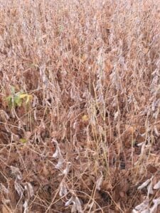 Soybean field