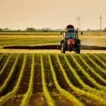 Farmer fertilizing cornfield