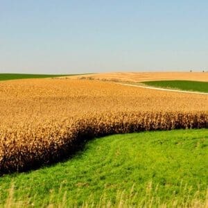 Corn ready for harvest