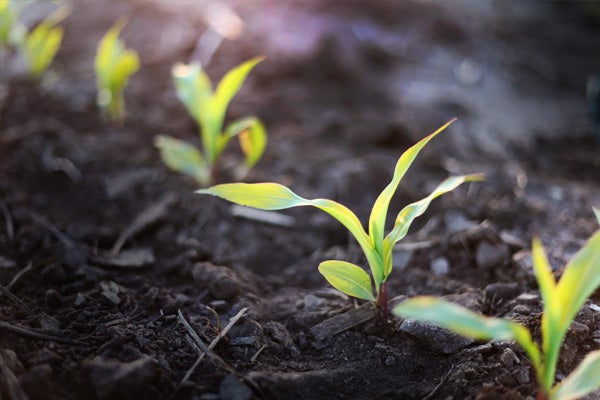 Young cornfield