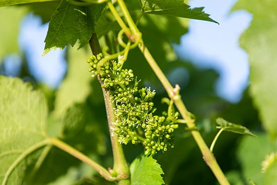 Close up on grape flowers in vineyard