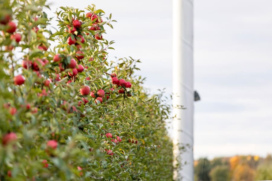 Apple orchard at harvest