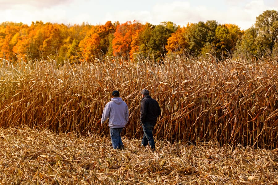 Crop scouting at harvest