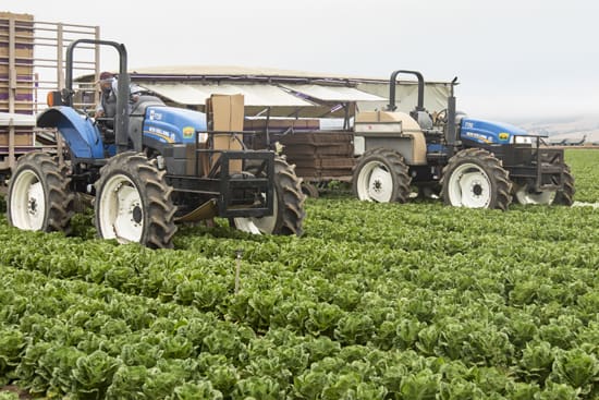 Tractors during lettuce harvest, signaling time to plan ag financing for the year ahead.
