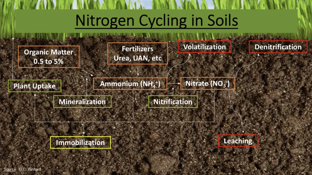 Graphic of nitrogen cycling in soils.