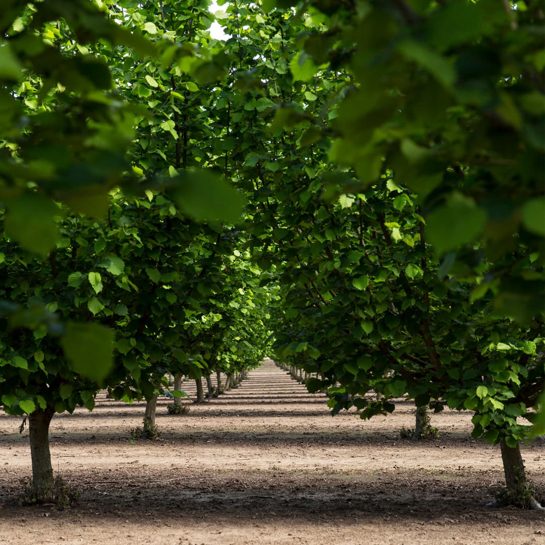 Hazelnut-Orchard-01 Hazelnut Orchard