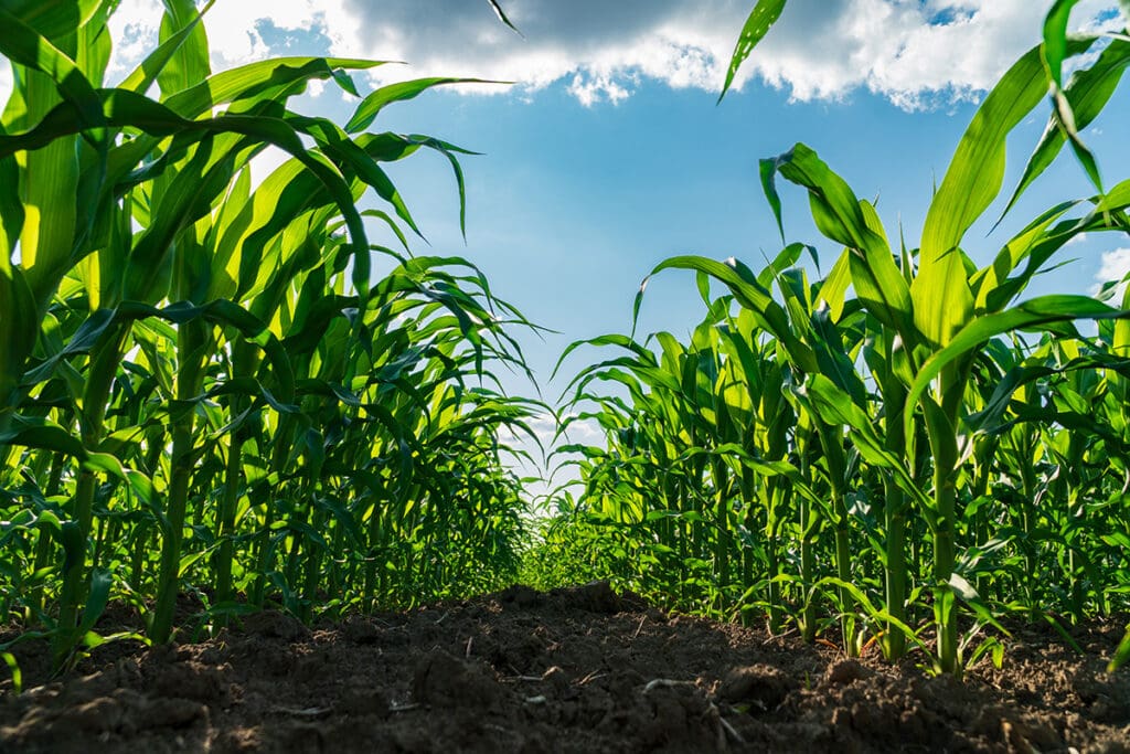 Corn plants in early growth stage viewed from between rows under blue sky.