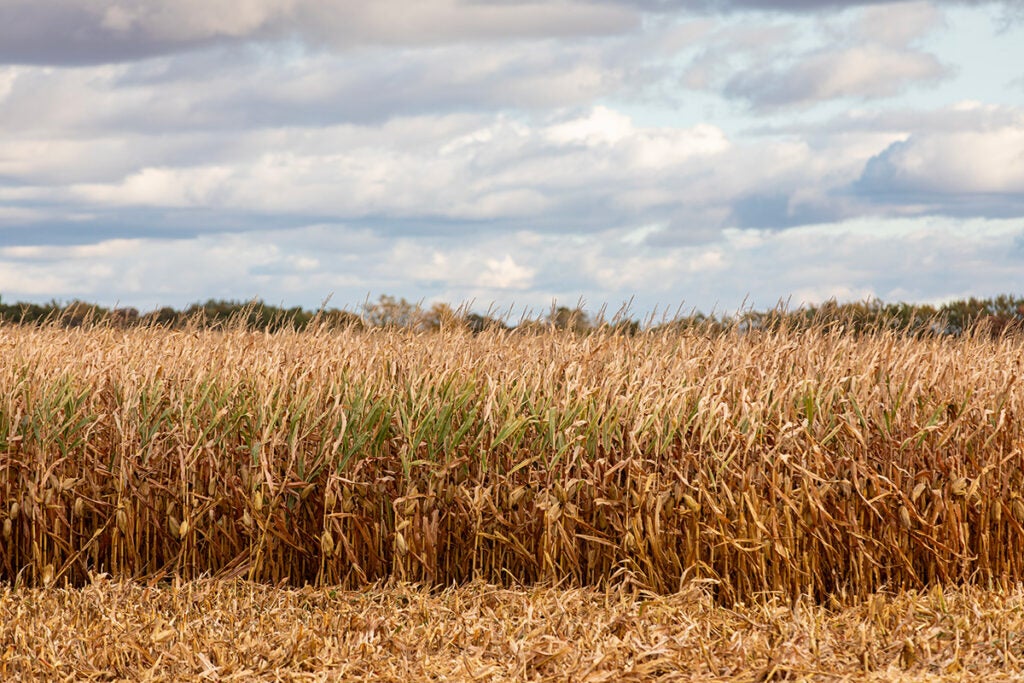 Mature corn field nearing harvest under a cloudy sky.