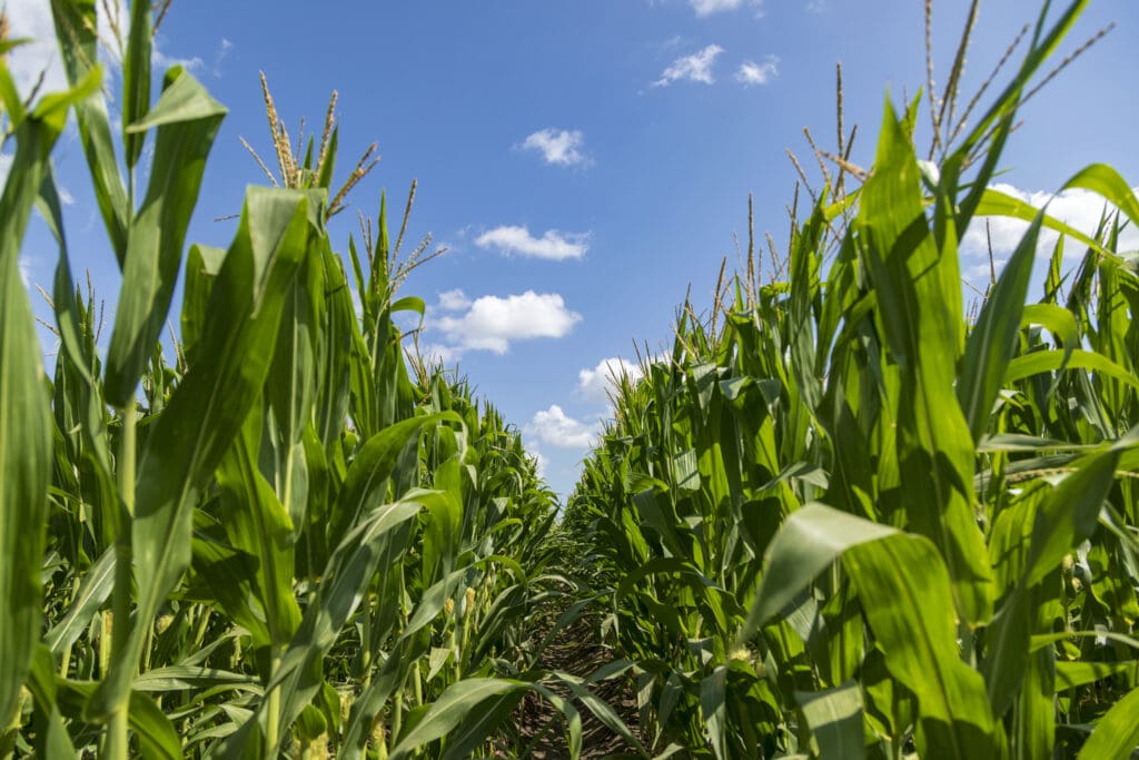 Productive corn field with tall green plants growing under clear skies