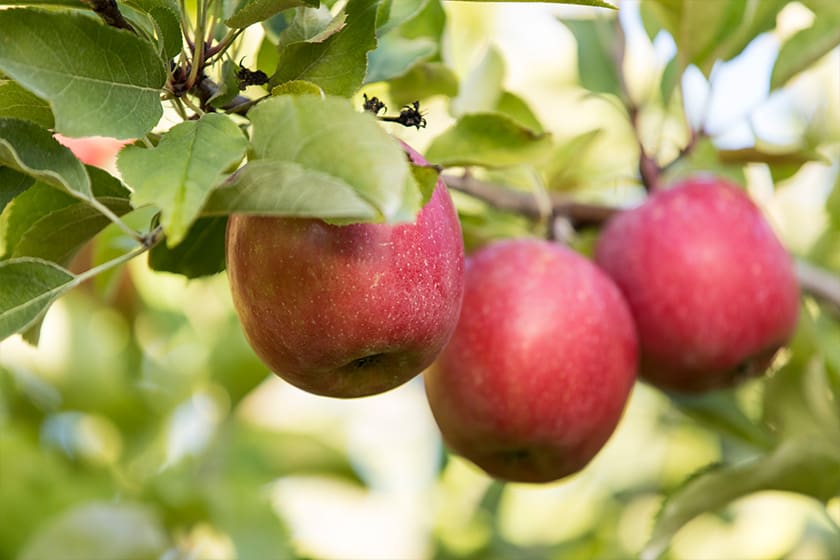 Healthy red apples on apple tree nearing harvest.