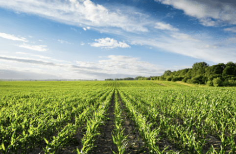 Young corn rows in a wide field under a blue sky with scattered clouds and a distant tree line.