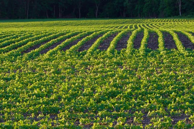 Curved Soy Bean Rows