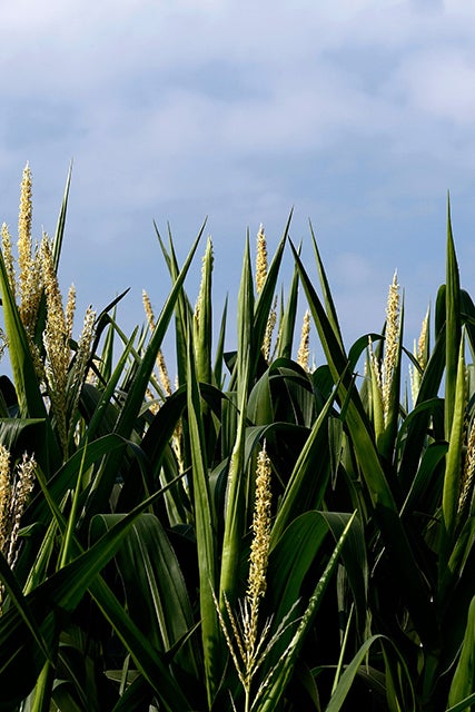 Corn field at tassel