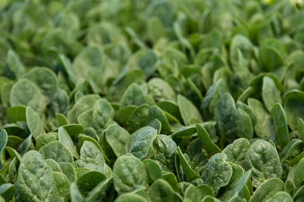 Healthy, vigorous spinach crop with dense green foliage.