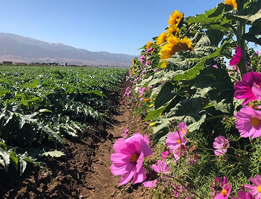 large scale organic operations utilizing cover crops