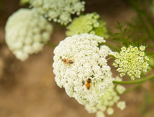 bees pollinating representing sustainable practices