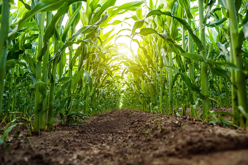 Ground-level view of green corn plants growing in evenly spaced rows.