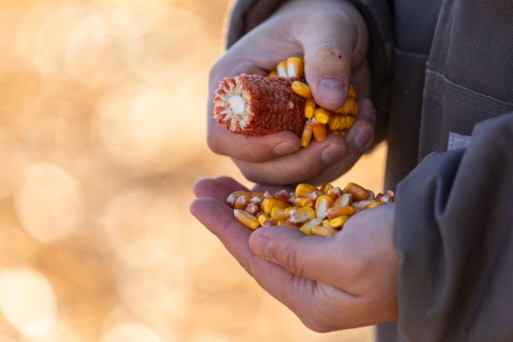 Close-up of checking kernel fill on harvested corn.