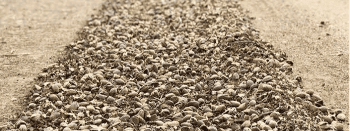 Factor El Niño Nut harvest